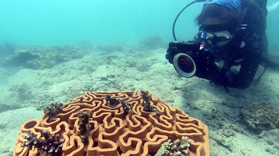 This Company’s 3D-Printed Terracotta Tiles Are Paving the Way for Coral Restoration