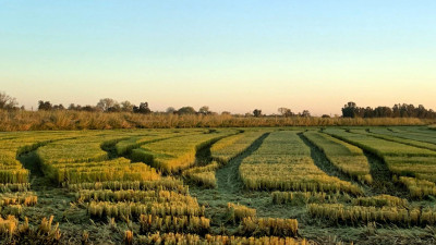 Lundberg Family Farms Launches First US-Grown Regenerative Organic Certified Rice