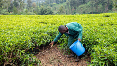 Diageo Innovation Fund to Help Smallholder Farms in Africa Withstand Climate Change