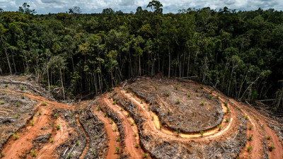 World's Largest Palm Oil Trader Gives Forest Destroyers Nowhere to Hide